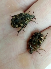 Protaetia fusca