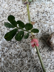 Indigofera linnaei