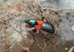 Prostemma aeneicolle