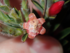 Astroloma stomarrhena