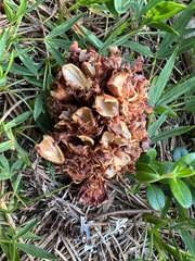 Nucifraga caryocatactes