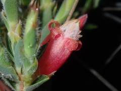 Astroloma stomarrhena