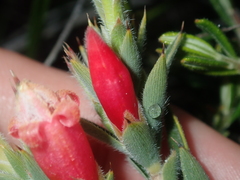 Astroloma stomarrhena