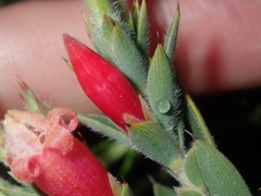 Astroloma stomarrhena