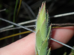 Astroloma stomarrhena