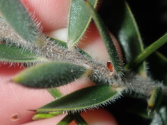 Astroloma stomarrhena