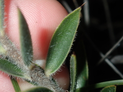 Astroloma stomarrhena