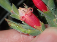 Astroloma stomarrhena