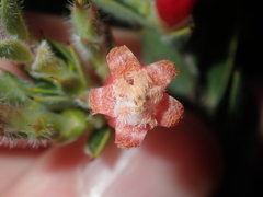 Astroloma stomarrhena