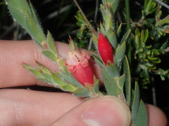 Astroloma stomarrhena