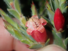 Astroloma stomarrhena