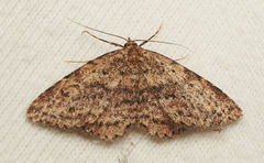 Mycterophora rubricans