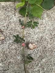 Indigofera linnaei