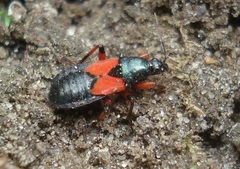 Prostemma aeneicolle