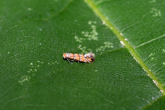 Phyllonorycter klemannella