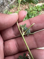 Indigofera linnaei