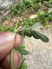 Indigofera linnaei