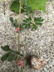 Indigofera linnaei