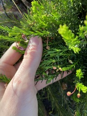 Tetratheca confertifolia
