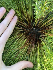 Tetratheca confertifolia
