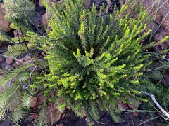 Tetratheca confertifolia
