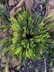 Tetratheca confertifolia