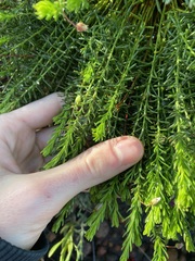 Tetratheca confertifolia