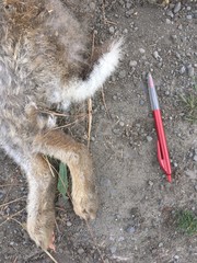 Oryctolagus cuniculus cuniculus