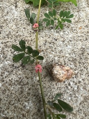Indigofera linnaei