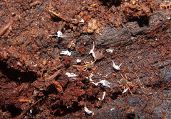 Halotydeus destructor