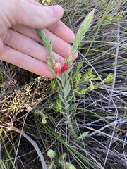 Astroloma stomarrhena