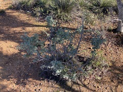 Hakea smilacifolia