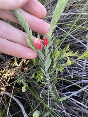 Astroloma stomarrhena