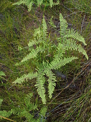 Gleichenia ×punctulata