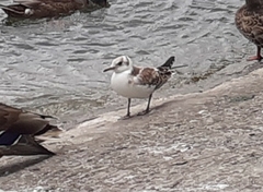 Chroicocephalus ridibundus