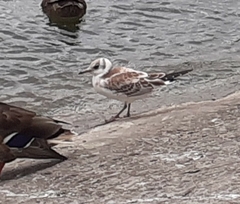 Chroicocephalus ridibundus