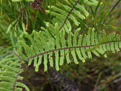 Gleichenia ×punctulata