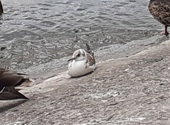 Chroicocephalus ridibundus