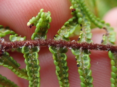 Gleichenia ×punctulata