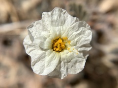 Monsonia parvifolia image