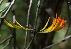 Dendrophthoe glabrescens