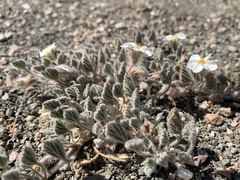 Monsonia parvifolia image