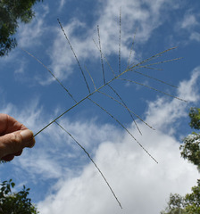 Digitaria parviflora