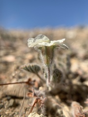 Monsonia parvifolia image