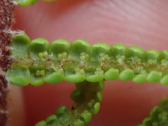 Gleichenia ×punctulata