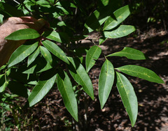 Guioa acutifolia