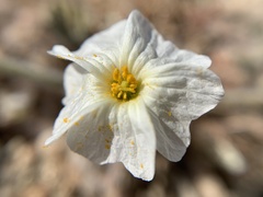 Monsonia parvifolia image