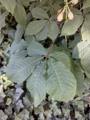 Angiospermae