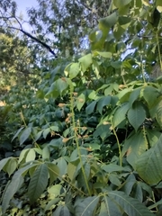 Angiospermae
