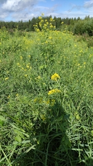 Brassica rapa oleifera